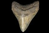 Serrated, Fossil Megalodon Tooth - Georgia #78198-1